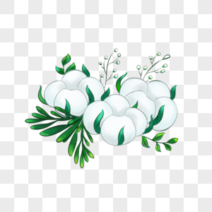 清新植物插画白团果高清图片