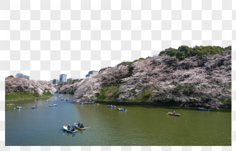 东京盛开河畔樱花图片