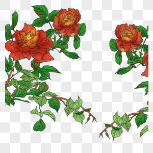 月月红花卉花朵素材月月红高清图片