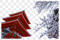 京都清水寺樱花图片