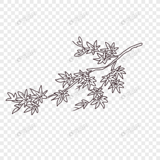 线描枫树叶图片