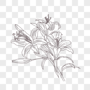 线描花卉图片