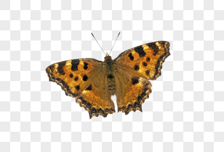 蝴蝶昆虫标本高清图片