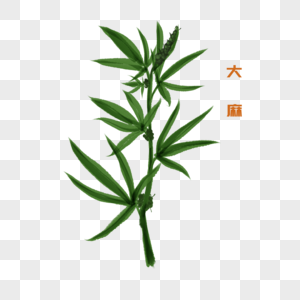 大麻图片