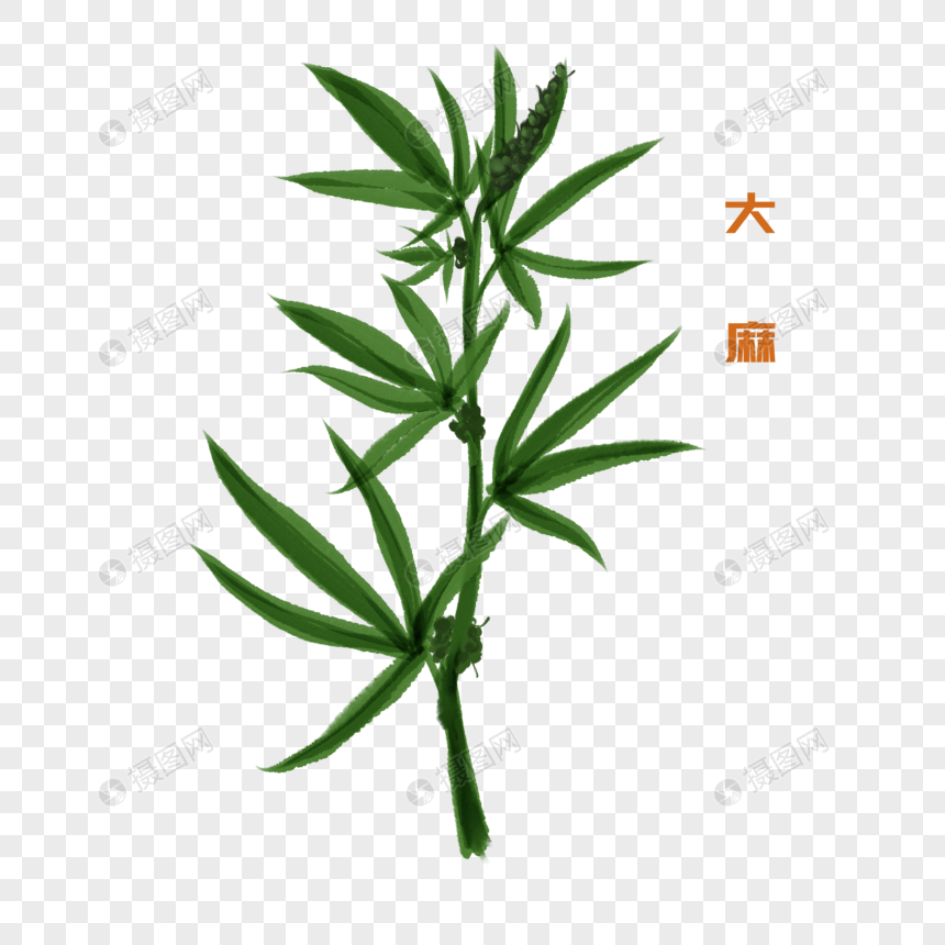 大麻图片