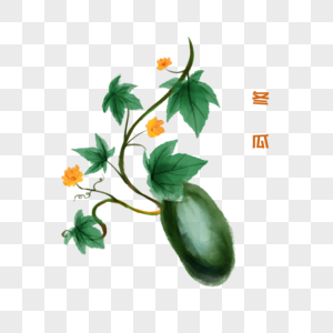 冬瓜草药简笔画高清图片