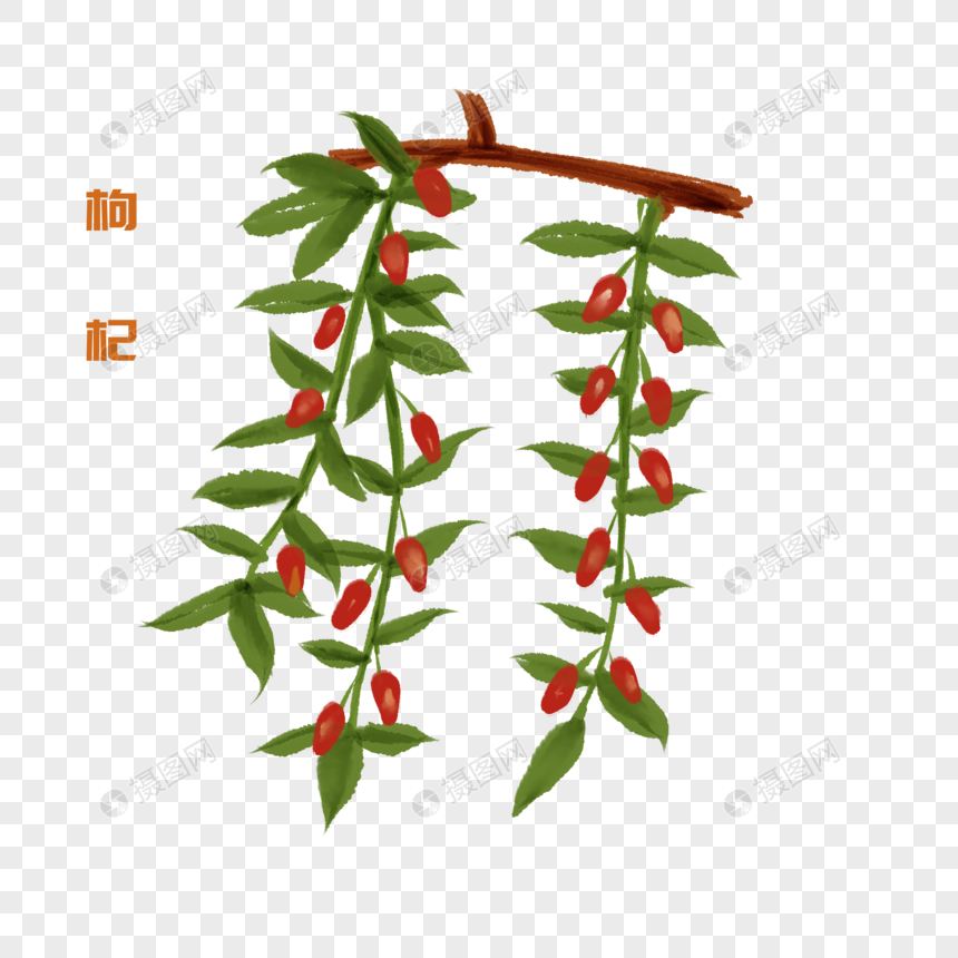 枸杞