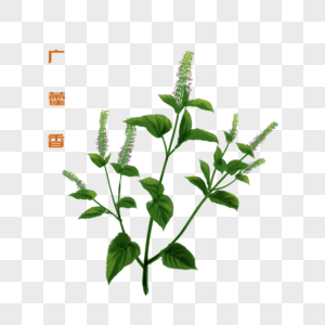 广藿香双子叶植物纲高清图片