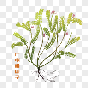 广州相思子草药简笔画相思子高清图片