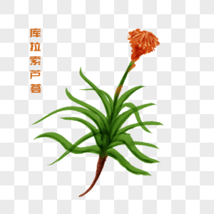 库拉索芦荟库拉索芦荟高清图片