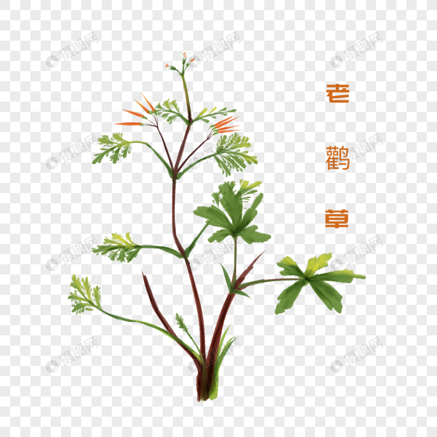 老鹳草图片