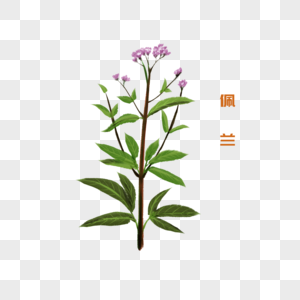 佩兰被子植物高清图片