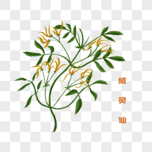 威仙灵草药威仙灵高清图片