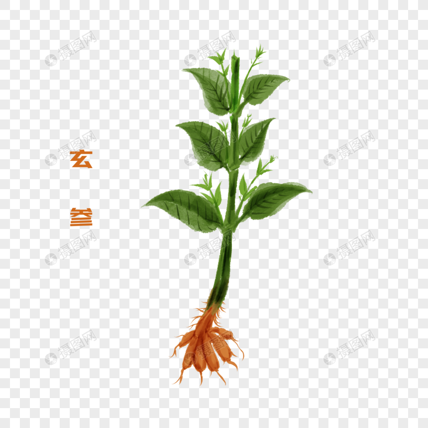 手绘玄参