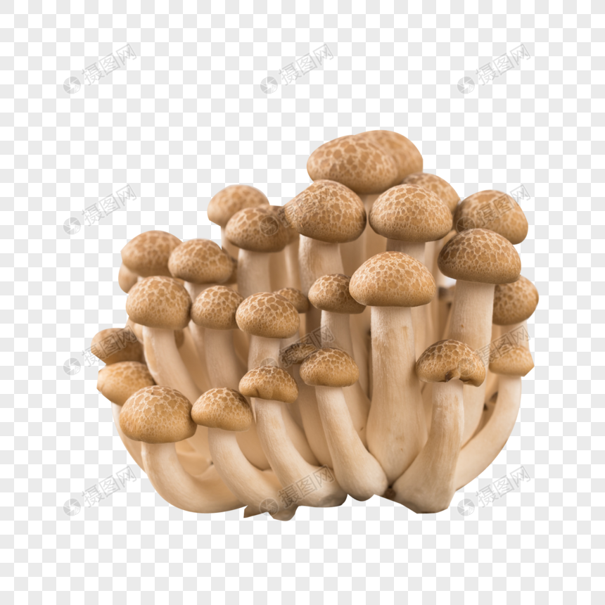 菌类食材蟹味菇图片