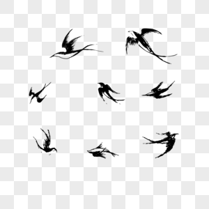 燕子黑白燕子高清图片