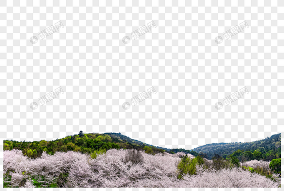 云瀑般的的樱花林图片