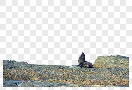 海豹湾野生海豹图片