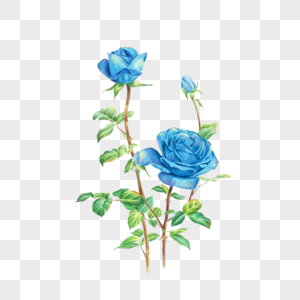 蓝色妖姬带刺玫瑰花高清图片