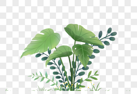 绿植植物图片高清图片