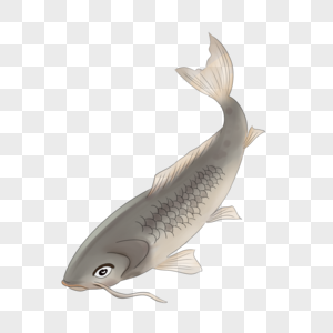 鱼红龙鱼素材高清图片