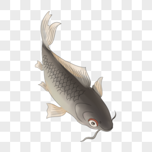 鱼鱼素材鱼飘高清图片