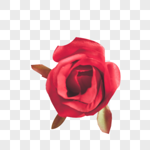 玫瑰花素材高清图片素材