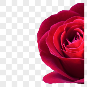 玫瑰花花朵高清图片素材
