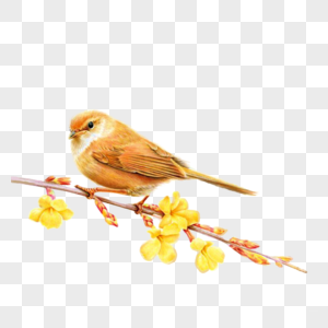 黄鹂鸟小鸟金丝雀高清图片