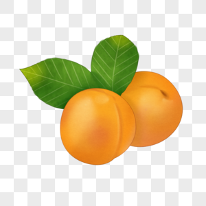 卡通黄橙橙的杏插图图片