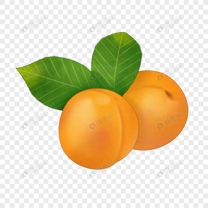 卡通黄橙橙的杏插图