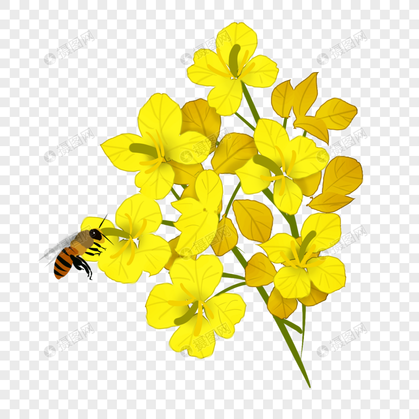卡通写实油菜花插图