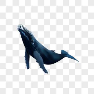 鲸鱼鲸鱼图片高清图片素材
