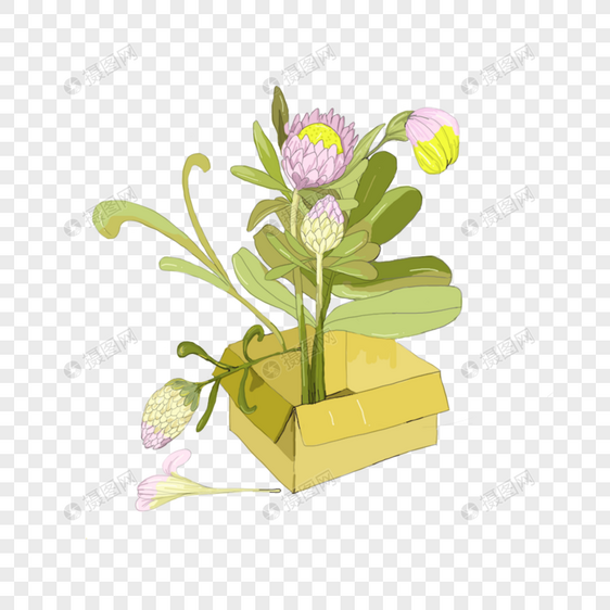 创意植物花卉图片