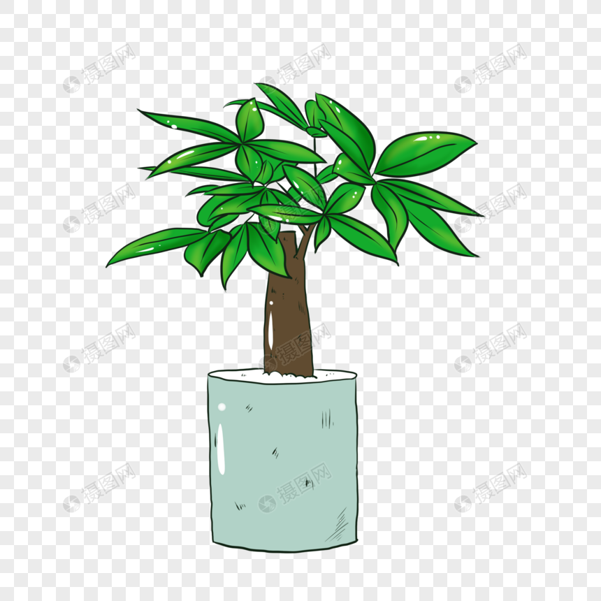 发财树盆栽