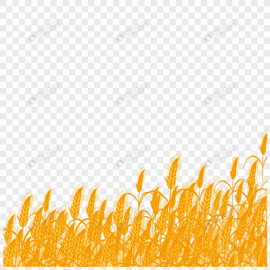 麦田
