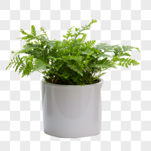 绿色盆栽白色的植物高清图片