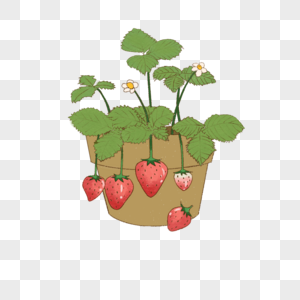 草莓盆栽图片