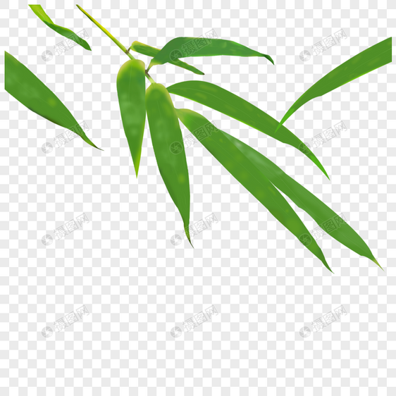 竹子叶图片