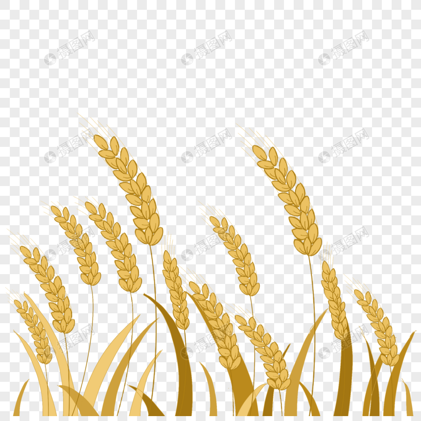金黄麦穗图片