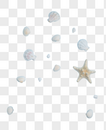 海洋贝壳海星图片