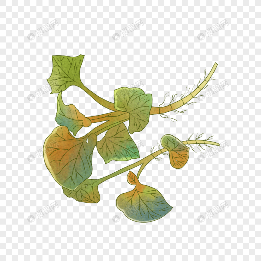 鱼腥草
