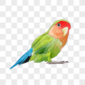 鸟彩色鸟卡通鸟高清图片