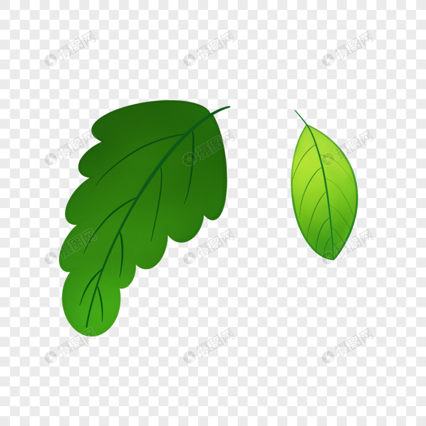 绿植叶子