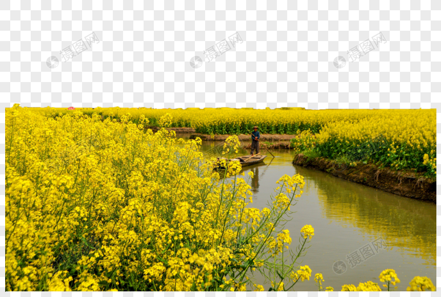 油菜花田图片