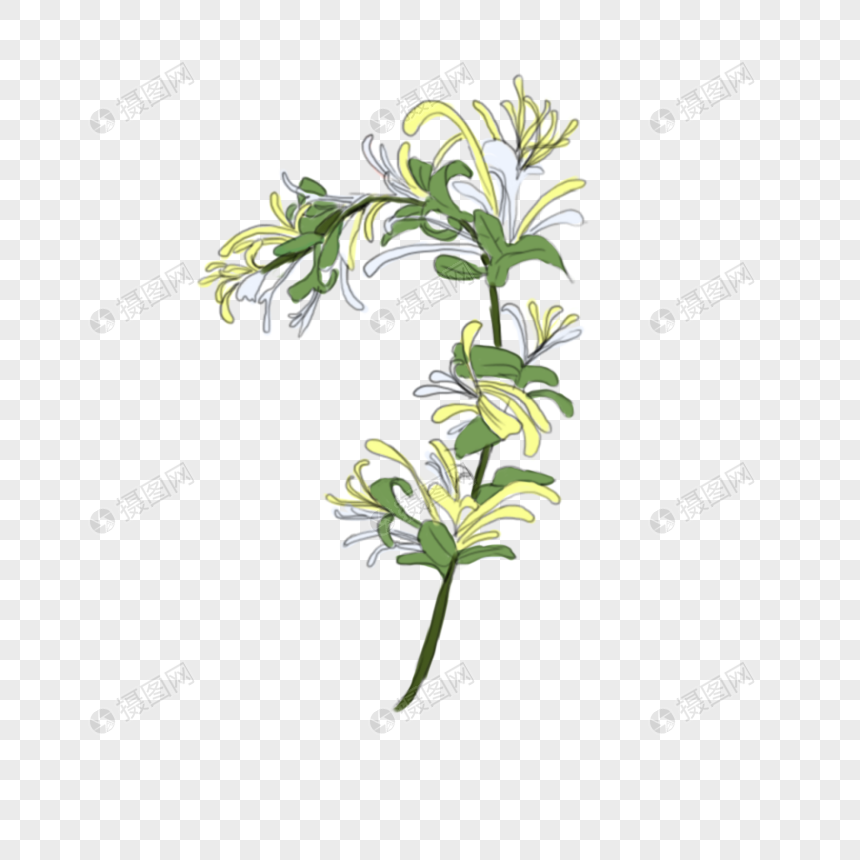 清新手绘金银花