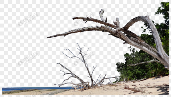 加勒比海海滩枯树图片
