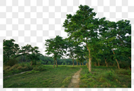 泊尔奇特旺国家公园热带雨林风光图片
