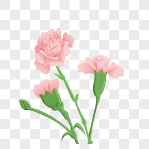 康乃馨手绘粉色花高清图片