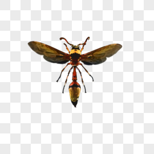蜜蜂标本图片